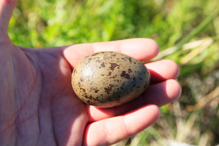 Nest of the Common Gull (Larus canus). The photo was taken in the Kandalaksha Gulf of the White Sea. Russia, Murmansk region. Island Lodeinoe.の写真素材
