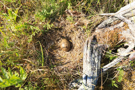 Nest of the Common Gull (Larus canus). The photo was taken in the Kandalaksha Gulf of the White Sea. Russia, Murmansk region. Island Lodeinoe.の写真素材