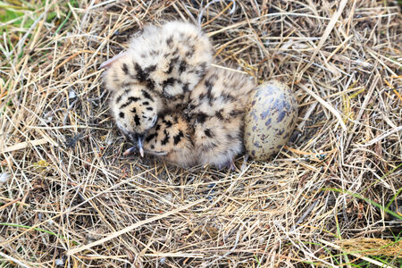 Nest of the Common Gull (Larus canus). The photo was taken in the Kandalaksha Gulf of the White Sea. Russia, Murmansk region. Island Lodeinoe.の写真素材