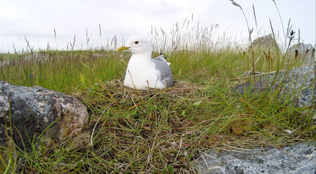 Nest of the Common Gull (Larus canus). The photo was taken in the Kandalaksha Gulf of the White Sea. Russia, Murmansk region. Island Lodeinoe.の写真素材