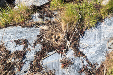 Nest of the Common Gull (Larus canus). The photo was taken in the Kandalaksha Gulf of the White Sea. Russia, Murmansk region. Island Lodeinoe.の写真素材