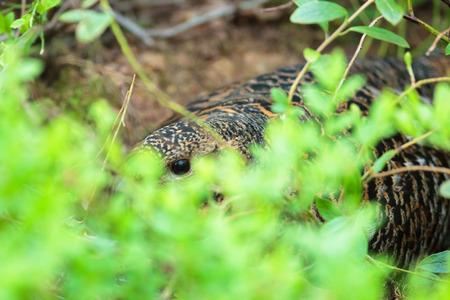 Nest of the Black Grouse  (Lyrurus tetrix).  The photo was taken in the Kandalaksha Gulf of the White Sea. Russia, Murmansk region. Island Lodeinoe.の写真素材