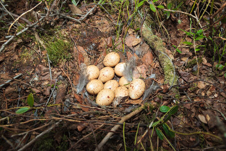 Nest of the Black Grouse  (Lyrurus tetrix).  The photo was taken in the Kandalaksha Gulf of the White Sea. Russia, Murmansk region. Island Lodeinoe.の写真素材