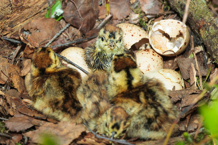 Nest of the Black Grouse  (Lyrurus tetrix).  The photo was taken in the Kandalaksha Gulf of the...