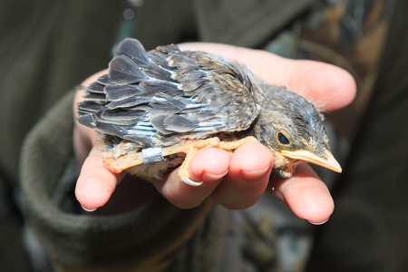 Ringin of the Fieldfare (Turdus pilaris).  The photo was taken in the Kandalaksha Gulf of the White...