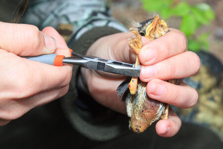 Ringin of the Fieldfare (Turdus pilaris).  The photo was taken in the Kandalaksha Gulf of the White Sea. Russia, Murmansk region.の写真素材
