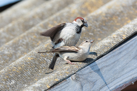 House Sparrow (Passer domesticus) is in the nature. Russia.の写真素材