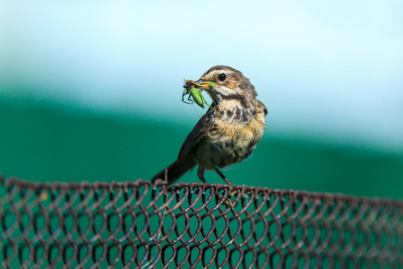 Bluethroat  (Luscinia svecica) is in the nature.の写真素材