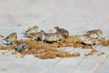 House Sparrow (Passer domesticus) is in the nature. Russia.