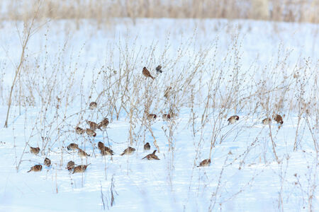 Tree Sparrow (Passer montanus) is in the nature. Russiaの写真素材