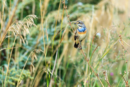 Bluethroat  (Luscinia svecica) is in the nature.の写真素材