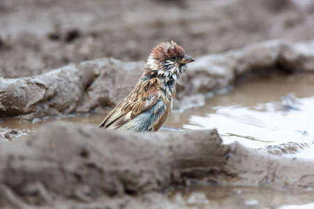 Tree Sparrow (Passer montanus) is in the nature. Russiaの写真素材
