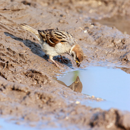 Tree Sparrow (Passer montanus) is in the nature. Russiaの写真素材