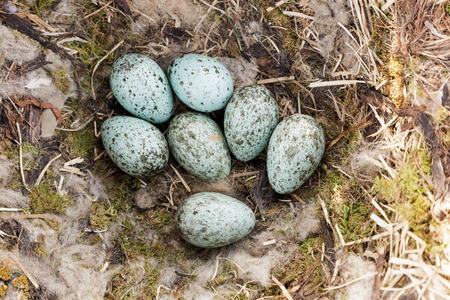 Nest of the Corvus corax, Common Raven in the Natureの写真素材
