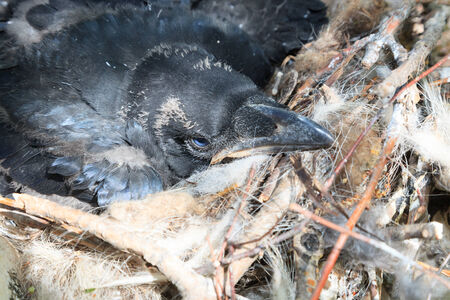 Nest of the Corvus corax, Common Raven in the Natureの写真素材