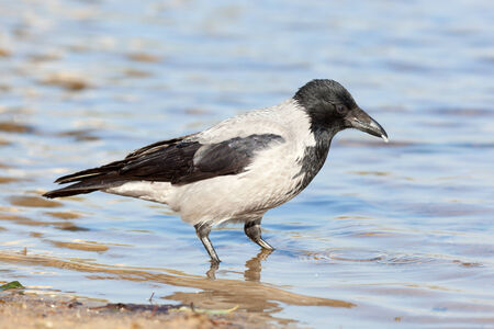 Corvus cornix, Hooded Crow is in the nature.