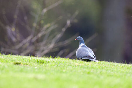 Columba palumbus, Woodpigeonの写真素材