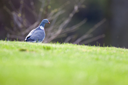 Columba palumbus, Woodpigeonの写真素材