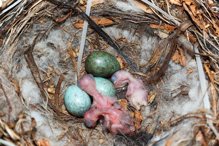 The nest of the Corvus cornix, Hooded Crow. Russia.
