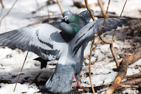 Russia, Moscow, Timirjazevsky park.  Columba livia. Rock Dove is in the nature.の写真素材