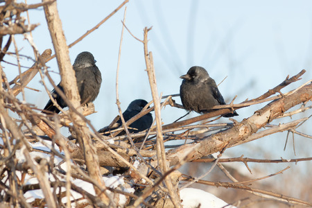 Jackdaw (Corvus monedula) is in the nature.の写真素材