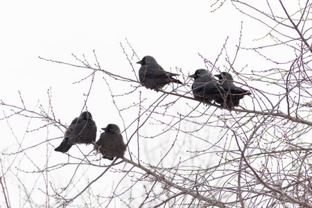 Jackdaw (Corvus monedula) is in the nature.の写真素材