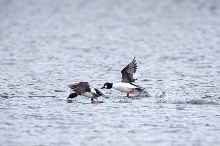 Russia, Moscow, Timirjazevsky park. Bucephala clangula, Common Goldeneye is in the nature.の写真素材