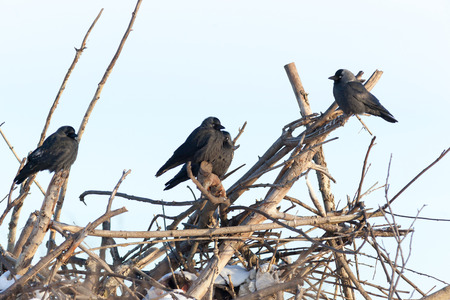 Jackdaw (Corvus monedula) is in the nature.の写真素材