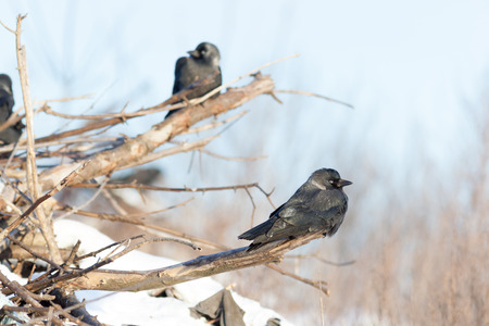 Jackdaw (Corvus monedula) is in the nature.の写真素材