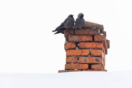 Jackdaw (Corvus monedula) is in the nature.の写真素材