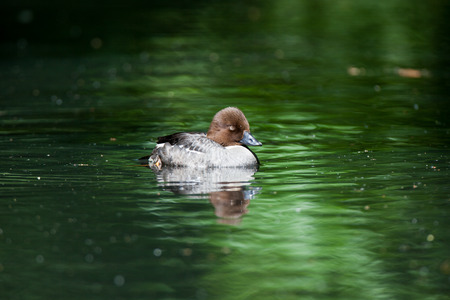 Russia, Moscow, Timirjazevsky park. Bucephala clangula, Common Goldeneye is in the nature.の写真素材