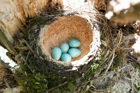 Nest of the Turdus philomelos, Song Thrush.の写真素材