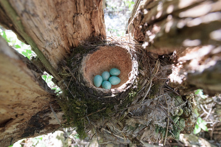Nest of the Turdus philomelos, Song Thrush.の写真素材