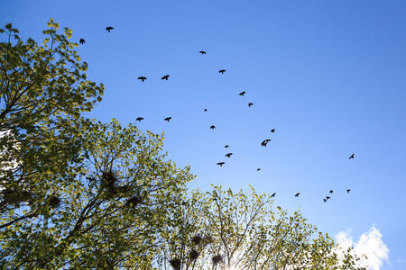Corvus frugilegus, Rook is in the nature.の写真素材