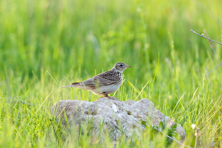 Denisovo. Ryazan region, Pronsky area. Russia. Alauda arvensis, Skylark. Wild bird in a natural...