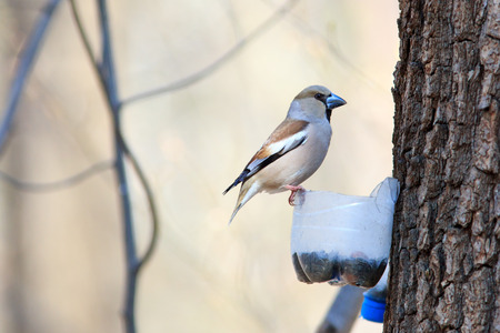Coccothraustes coccothraustes, Hawfinch. Russia, Moscow, Timirjazevsky park. Wild bird in a natural...