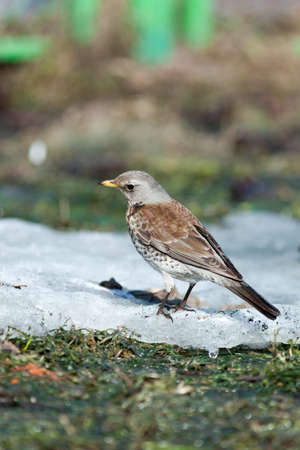 Turdus pilaris, Fieldfare. Park Dubki, Moscow. Russia Wild bird in a natural habitat. Wildlife Photography.