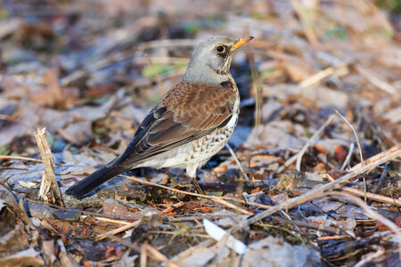 Timirjazevsky park, Moscow. Russia. Turdus pilaris, Fieldfare.  Wild bird in a natural habitat. Wildlife Photography.の写真素材