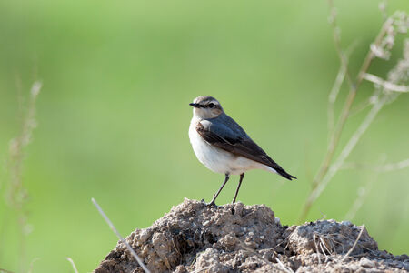 Wheatear (Oenanthe oenanthe).Wild bird in a natural habitat.の写真素材