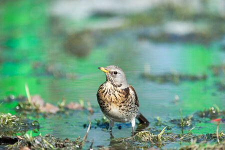 Turdus pilaris, Fieldfare. Park Dubki, Moscow. Russia Wild bird in a natural habitat. Wildlife...