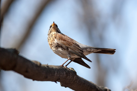 Timirjazevsky park, Moscow. Russia. Turdus pilaris, Fieldfare.  Wild bird in a natural habitat. Wildlife Photography.の写真素材