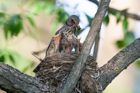 Turdus pilaris, Fieldfare.  Nest of a bird in the nature.の写真素材
