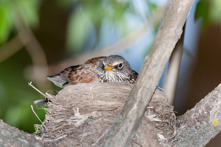 Turdus pilaris, Fieldfare.  Nest of a bird in the nature.の写真素材