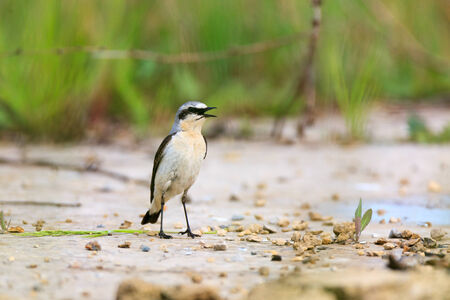 Wheatear (Oenanthe oenanthe).Wild bird in a natural habitat.の写真素材