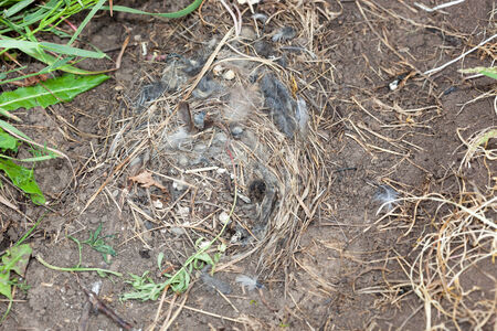 Wheatear (Oenanthe oenanthe).Wild bird in a natural habitat.の写真素材