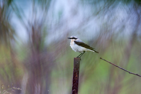 Wheatear (Oenanthe oenanthe).Wild bird in a natural habitat.の写真素材