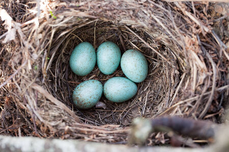 Russia, the Ryazan region (Ryazanskaya oblast), the Pronsky District, Denisovo.  The nest of the Blackbird (Turdus merula).の写真素材