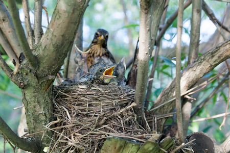 Turdus pilaris, Fieldfare.  Nest of a bird in the nature.の写真素材