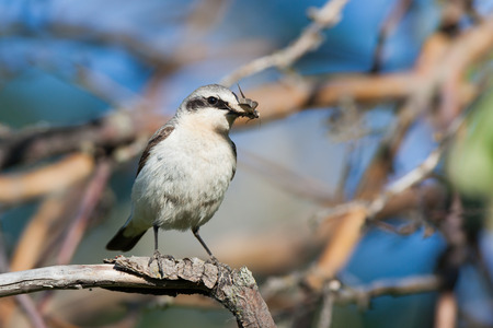 Wheatear (Oenanthe oenanthe).Wild bird in a natural habitat.の写真素材