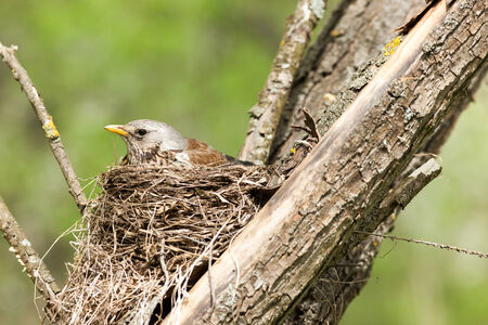 Turdus pilaris, Fieldfare.  Nest of a bird in the nature.の写真素材